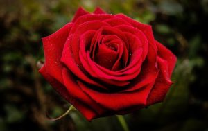 Bunga Mawar Cantik Di Seluruh Dunia