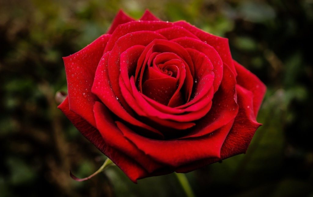 Bunga Mawar Cantik