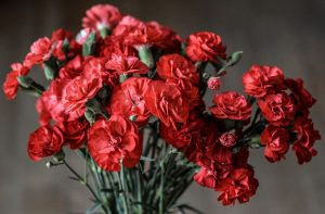 5 Hal Tentang Bunga Anyelir